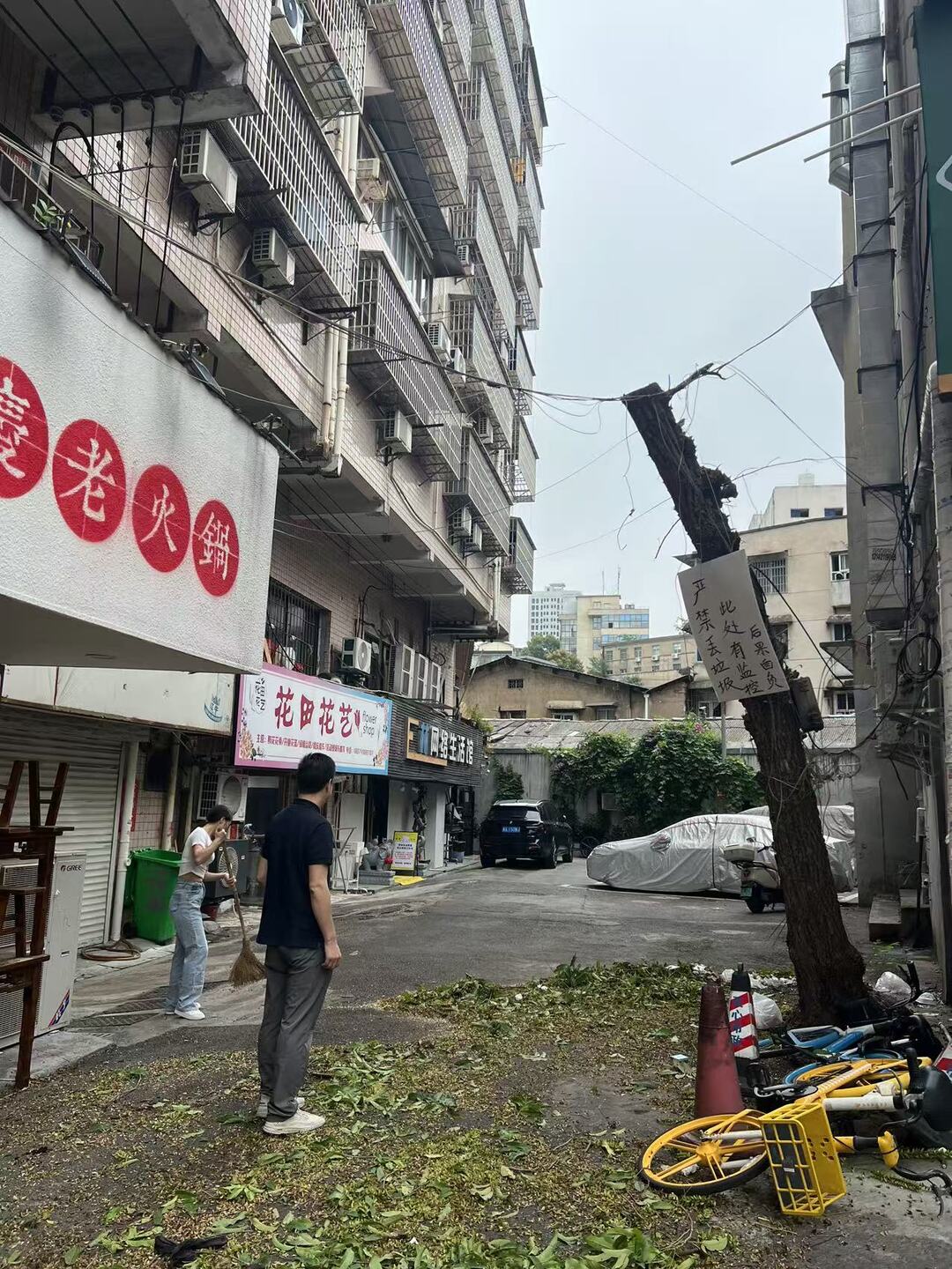 网格联动除隐患，清除树枝解民忧