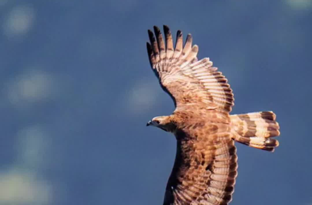 秋迁来了!看千猛过境 鹰击长空