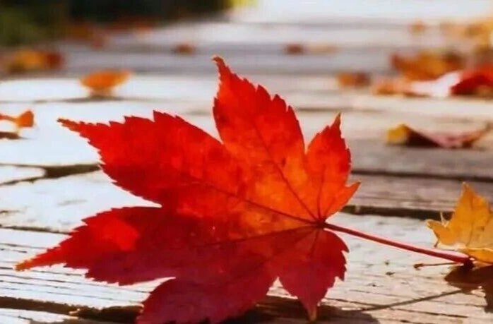 秋分 | 风清露冷秋期半，冷暖交接查隐患