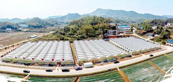 白箬育秧基地，为湘江新区规模较大的育秧基地之一。陈飞 摄