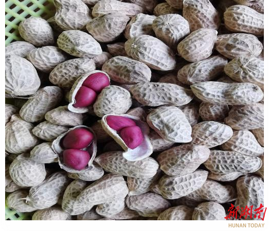 茶陵有礼·茶陵好物④|源自茶陵沙壤,营养更香醇——井和红皮小花生