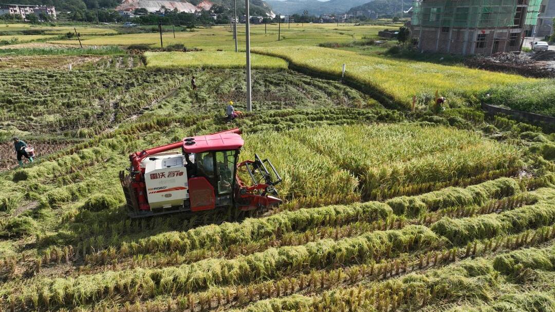 宜章县13.9万亩中稻迎丰收
