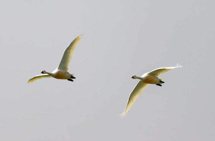 道县多形式开展秋季候鸟保护宣传活动
