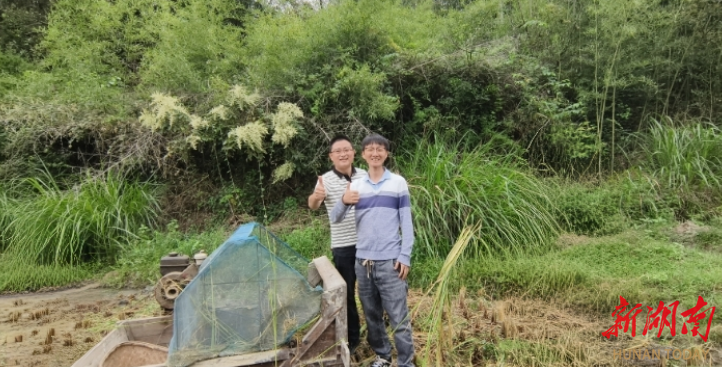 看花猪，收稻谷 乡村文旅奏响振兴新旋律