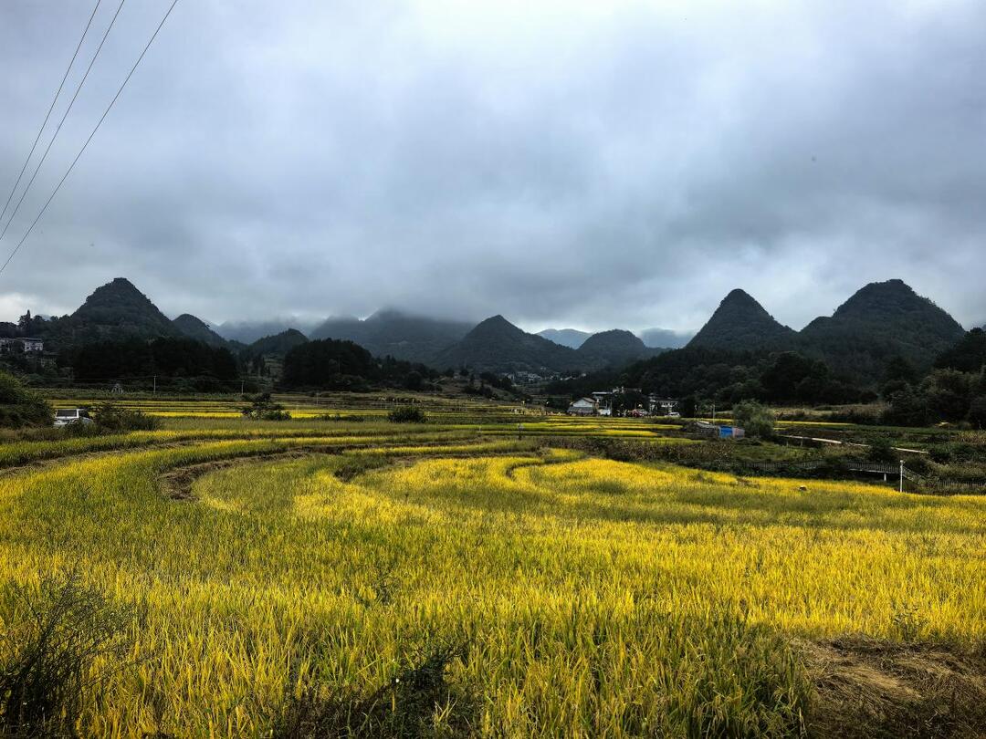 秋分至·稻满仓！湘西永顺千年“晒龙谷”非遗盛会绘就振兴图景