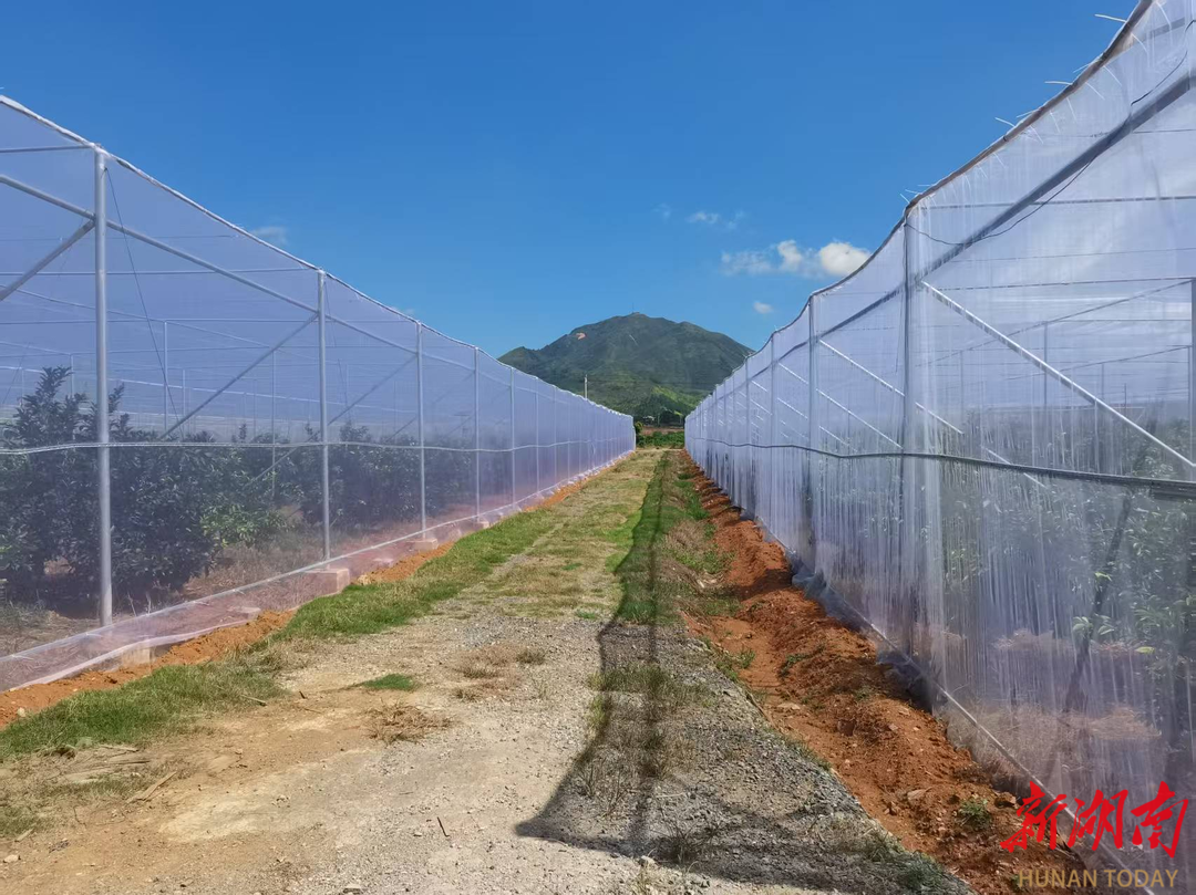 永州道县东门街道：党建领航兴产业 集体增收促民富