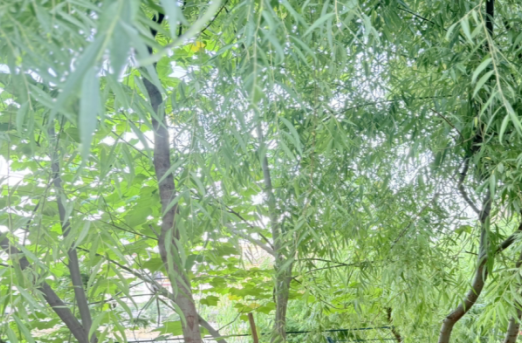 以青春年华，筑时代之虹