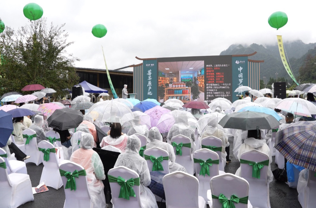 茶香漫长寿，产销架金桥——张家界罗塔坪莓茶推介会聚力产业振兴