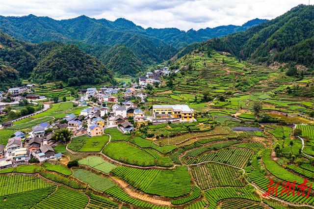 Picturesque Autumn Scenery of Tea Plantation in Jishou City
