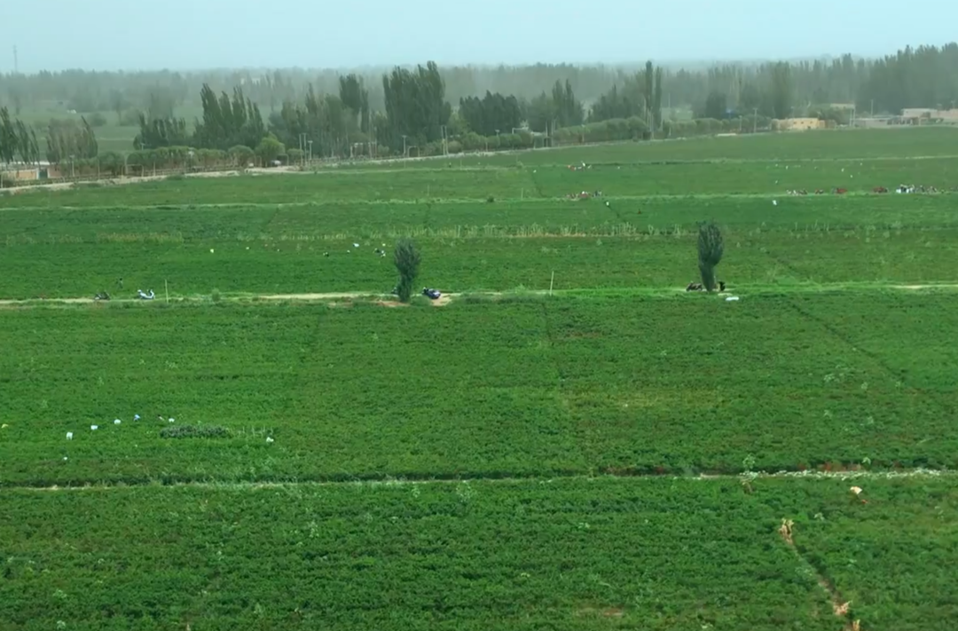 时习之丨“花儿为什么这样红”