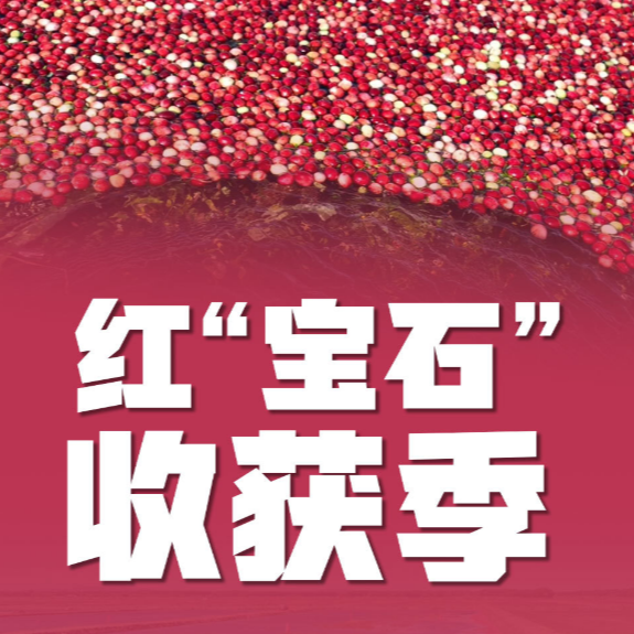 联播一瞬丨原来蔓越莓是这样采收的