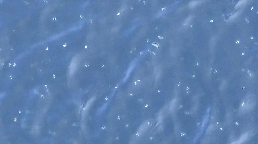 蓝山县首次发现大规模桃花水母群，其被誉为“水中大熊猫”