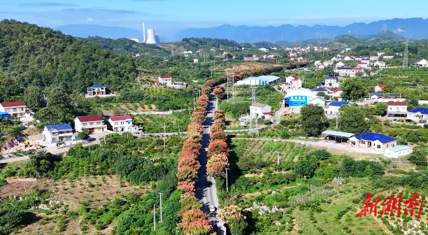 石门：栾树映秋 绘就城市诗意画卷