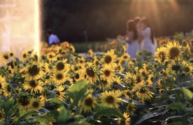 Autumn Flowers Exhibition Kicks off at Hunan Botanical Garden