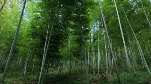 从研发装备到先行先试  三级联动助湘竹下山
