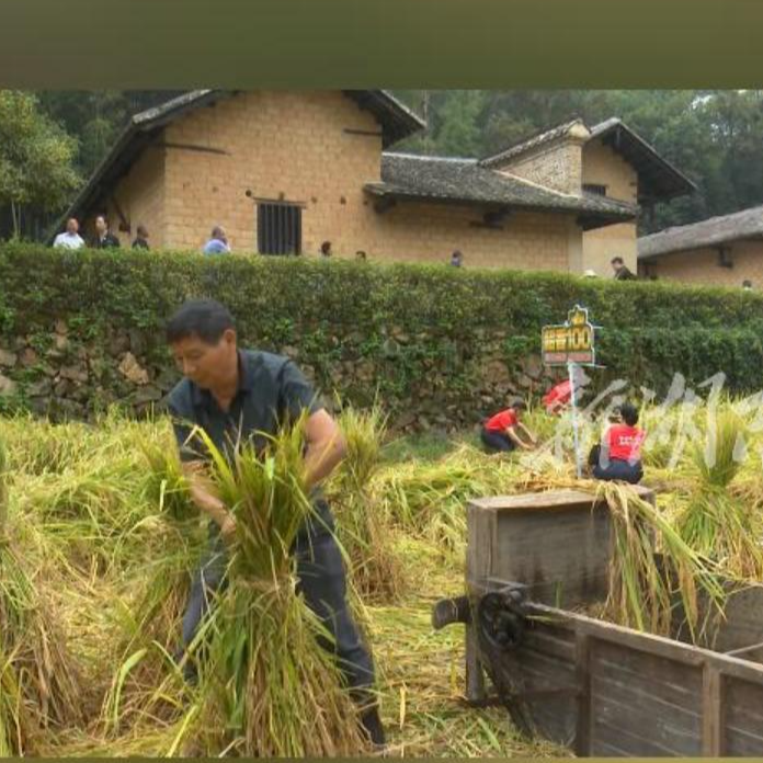 喜看稻谷千重浪！韶山祖田稻开镰
