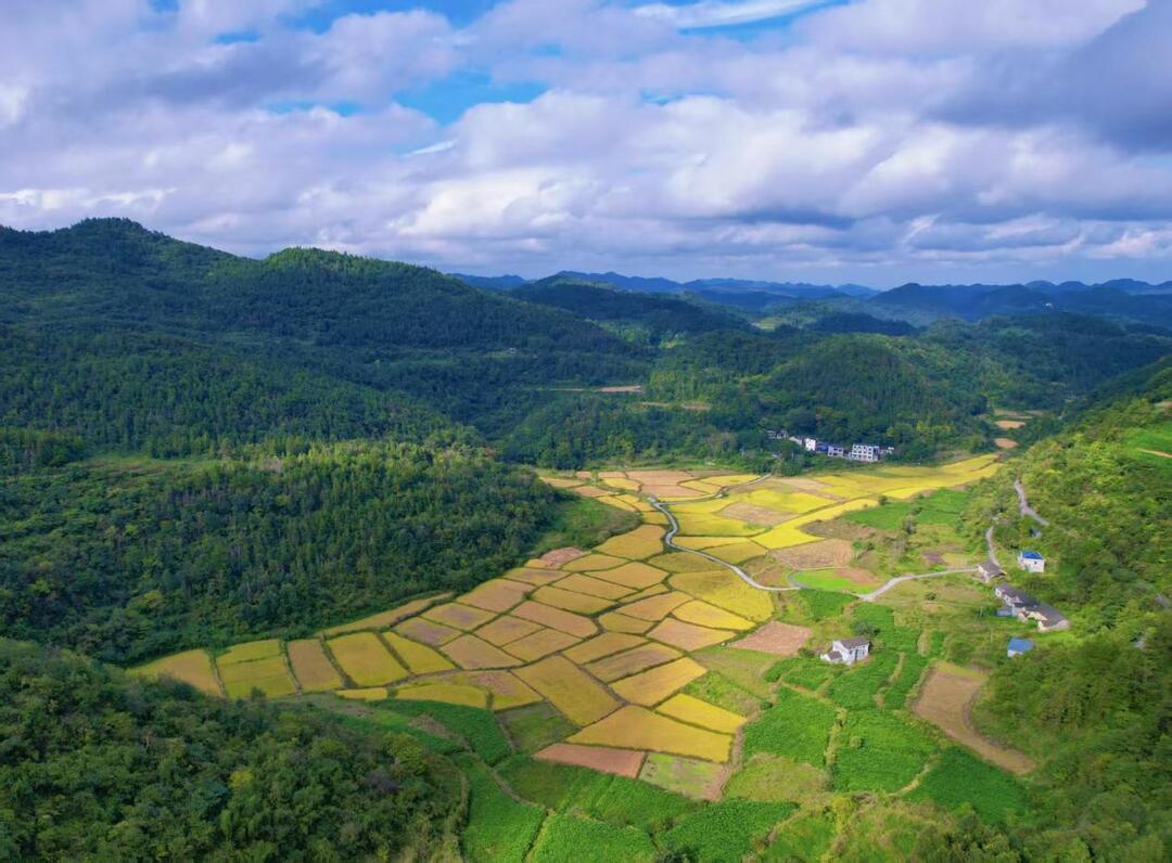 金浪翻涌映苗岭，凤凰县吉信镇300亩高山水稻迎丰收