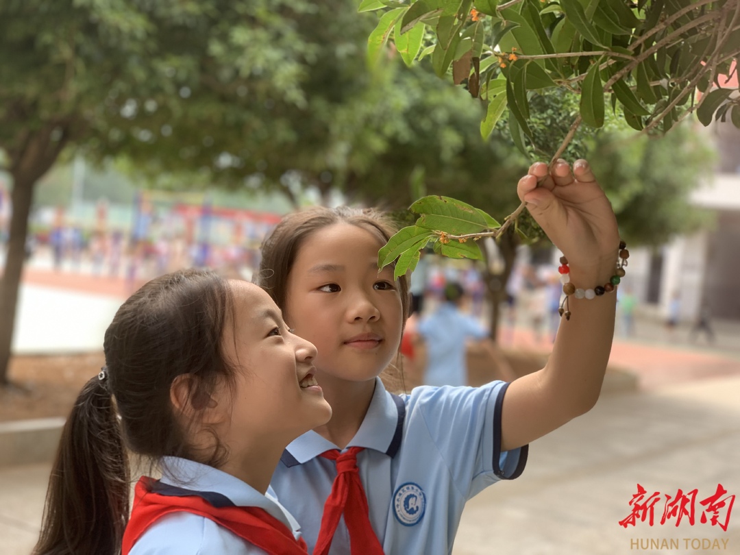 永州市冷水滩区银象小学：金桂飘香满校园