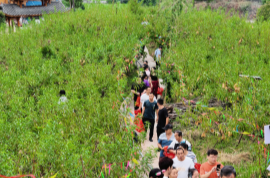 吉首市夯古村冬桃熟了！650亩“甜蜜经济”映红乡村振兴路