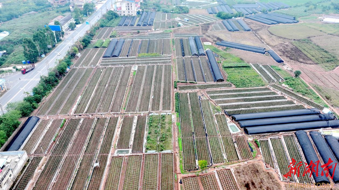 蒸湘区：呆鹰岭镇草莓种植基地育苗忙