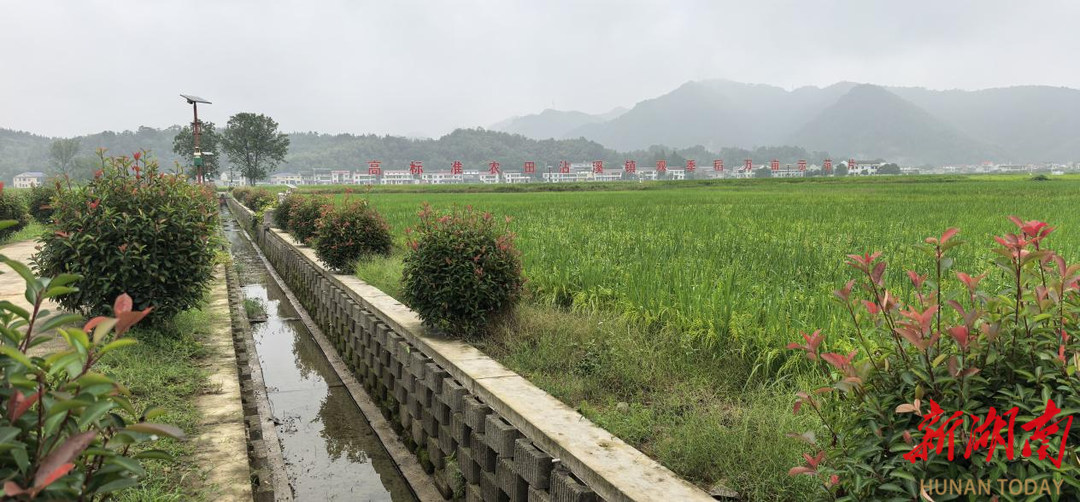 桃江县“体检”高标准农田，排查发现的41个问题已完成整改35个