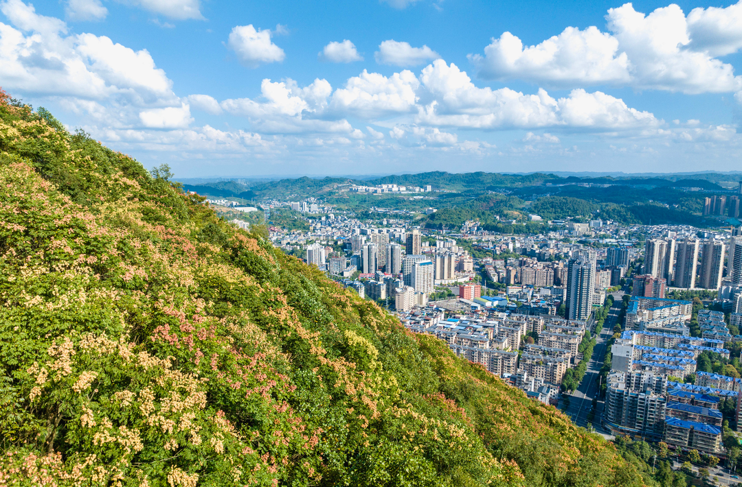 组图 | 吉首市：栾树披“彩装”，秋色浸染山城