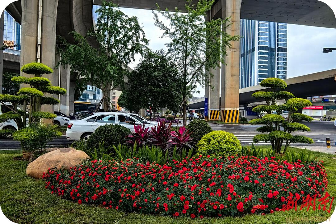 韵味长沙⑱｜鲜花扮靓长沙城 节俭绘就喜庆画