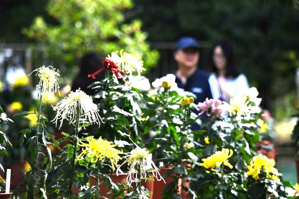数万株菊花盛放国家植物园