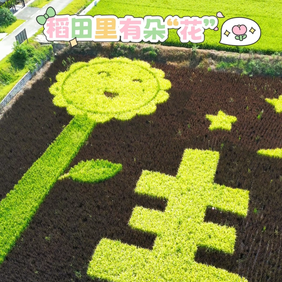 田坎侃丨你见过彩色水稻吗？快看稻田里如何种出“花”！