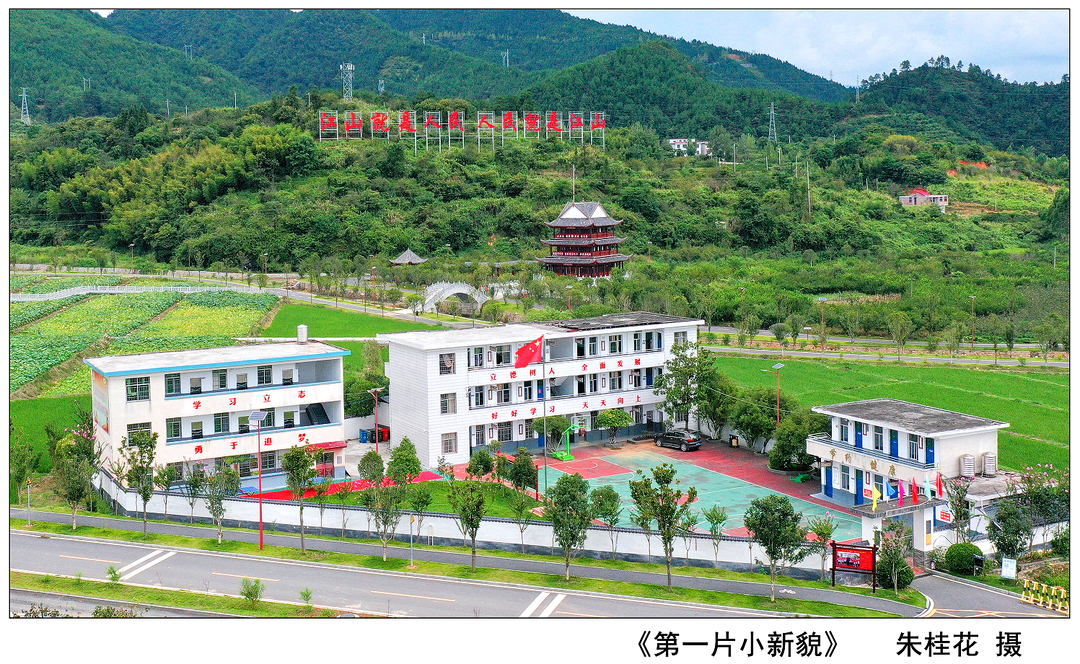 喜看沙洲新变化③丨小树苗茁壮成长