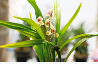 湘江副刊·湘韵丨兰痴