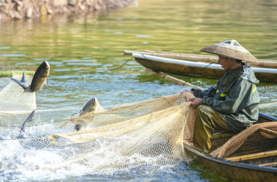 Villagers Busy Fishing for Holiday Market Supply