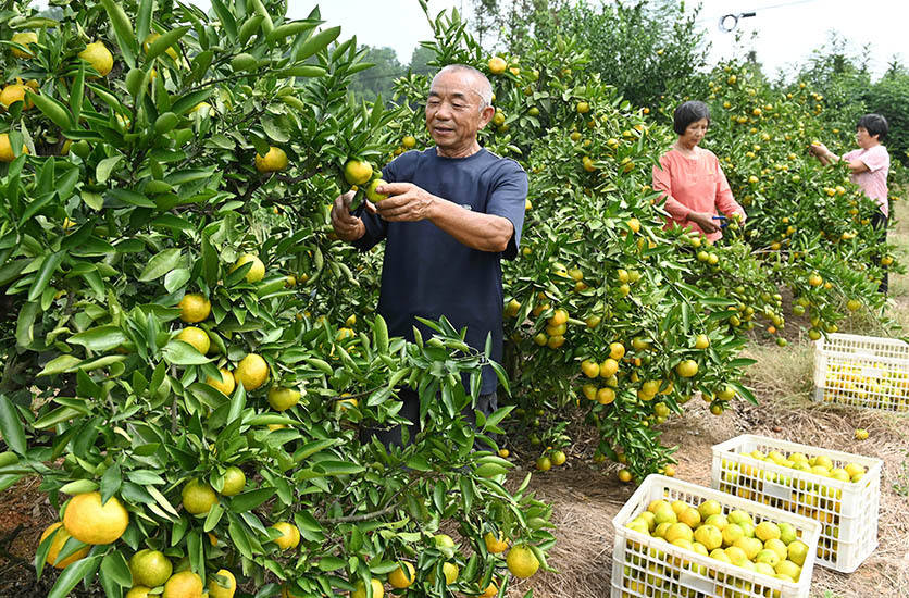柑橘挂满枝