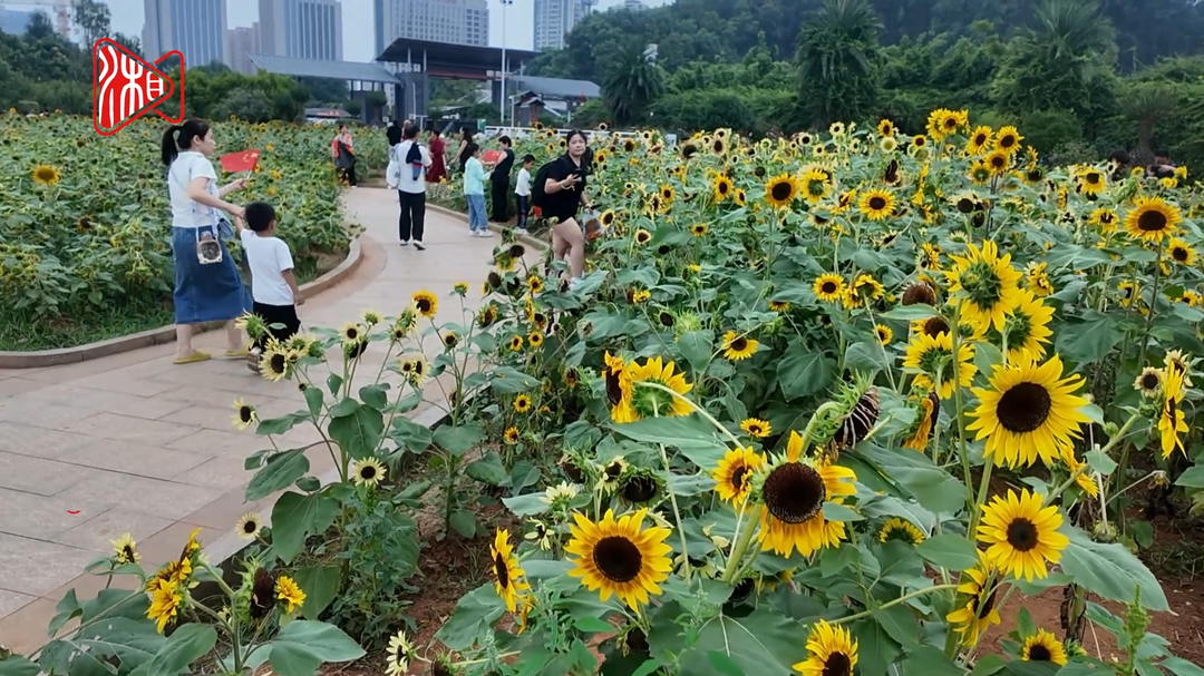 7万余株向日葵扮靓省植物园 不可错过的假日浪漫