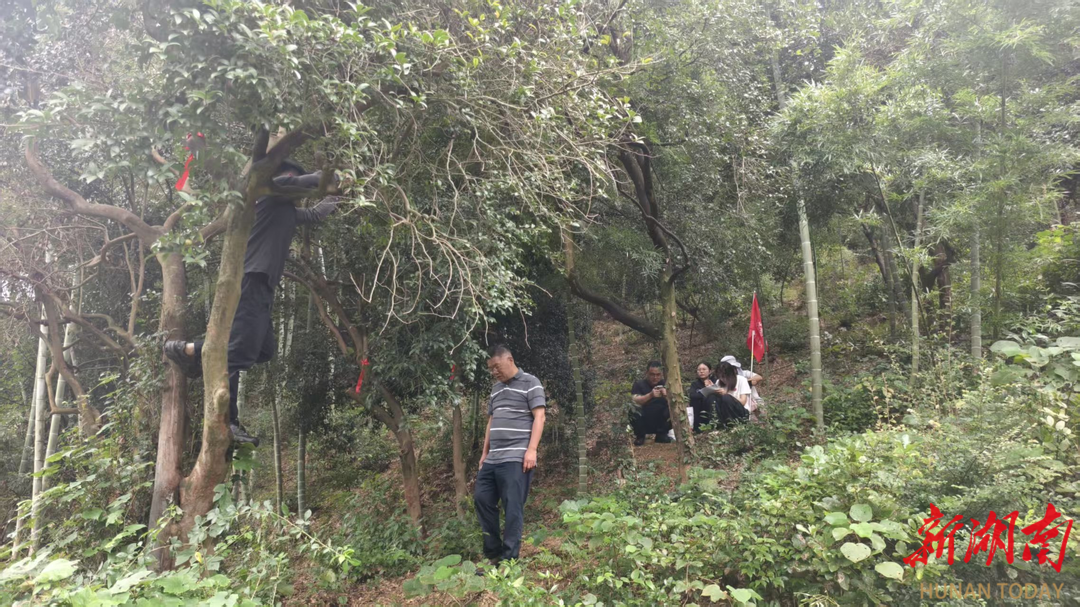 教授假期进农村，只为给千亩油茶老林“把脉”