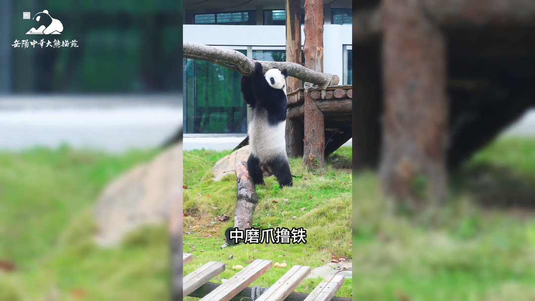 国庆“岳”过洞庭来看你㉜｜请注意，熊熊已做好迎接准备！