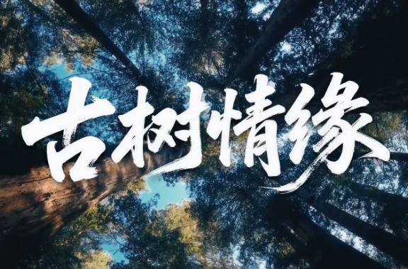 文脉华章 | 微视频《古树情缘》
