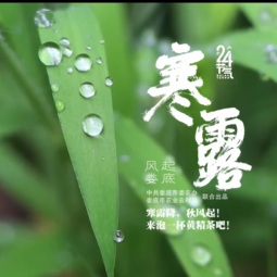 寒露黄精鸡 秋深一味暖