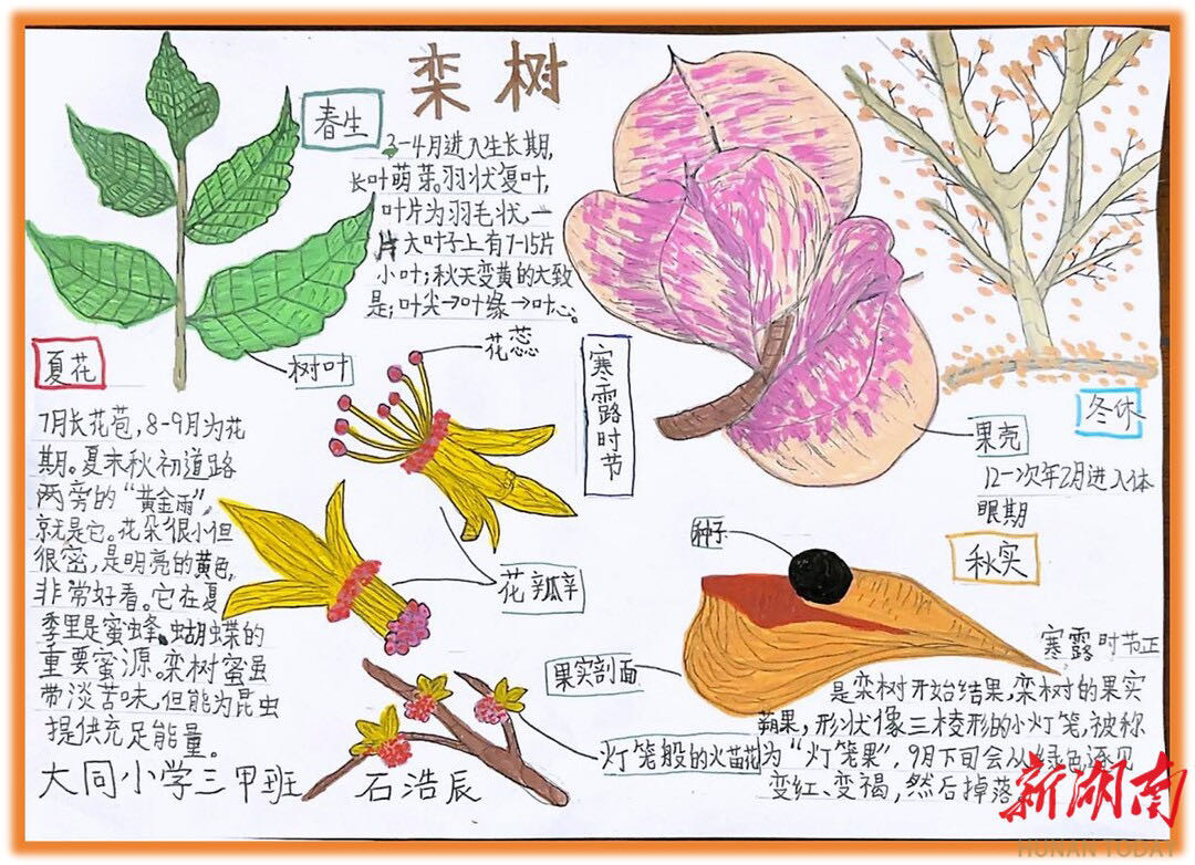 节气湖南·物候|寒露：霜染千林，柿缀丹枝