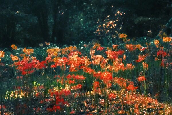 秋初赏花，提醒：这种花有毒，别碰！
