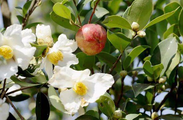 常宁部署油茶收摘秩序维护工作 筑牢产业发展与营商环境双保障