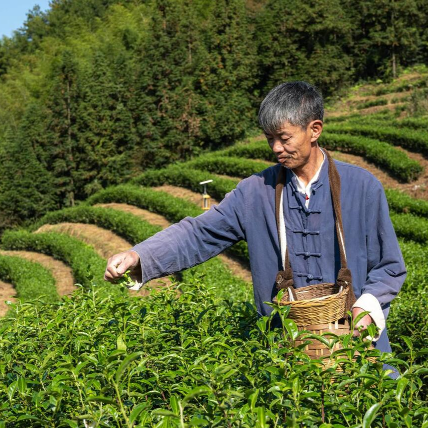 视频：逆风飞扬只为守候动人茶香
