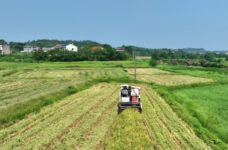“秸秆低茬收割，后续种油菜翻耕更方便”  衡阳市：“秸”尽所能，变废为宝