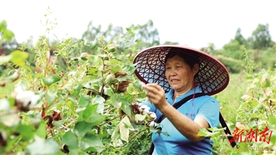 衡阳市：朵朵棉花成为“致富花”