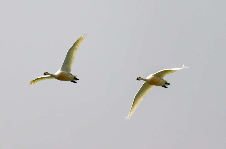 湘西州多形式开展野保宣传 筑牢候鸟安全屏障