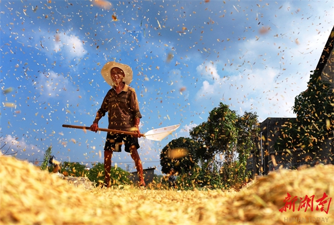 Hunan Farmers Busy with Farmwork on Hanlu Solar Term