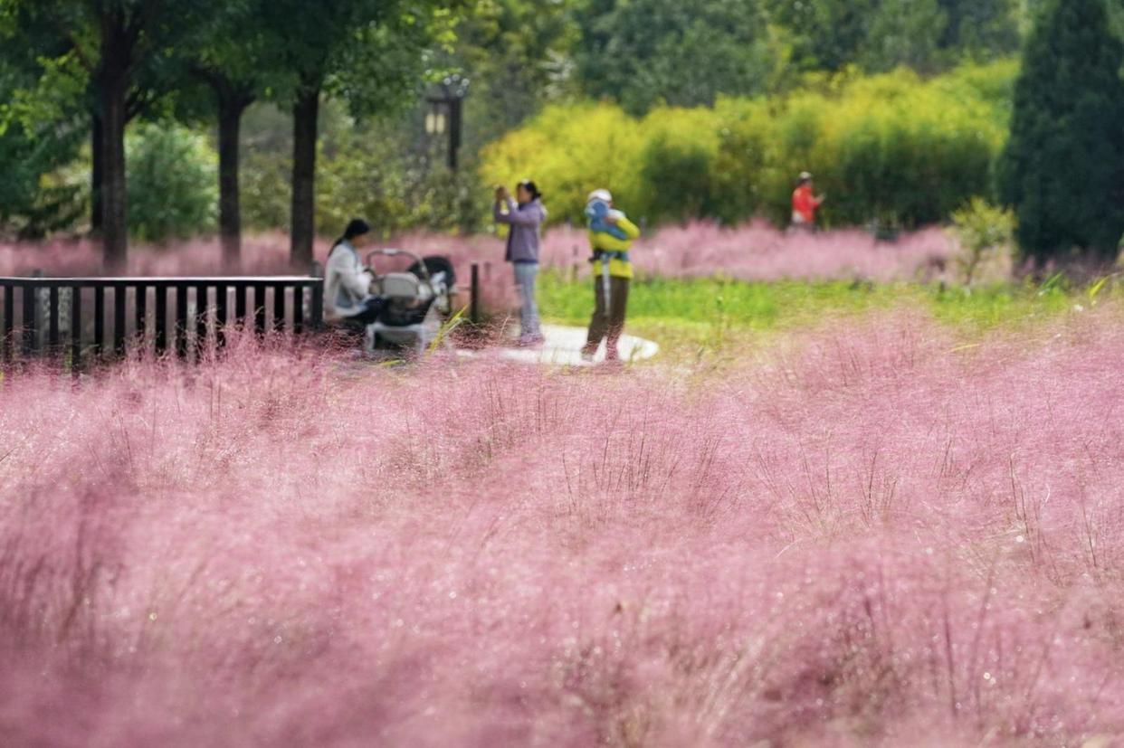雨过天晴秋色浓 官庄公园粉黛引客来