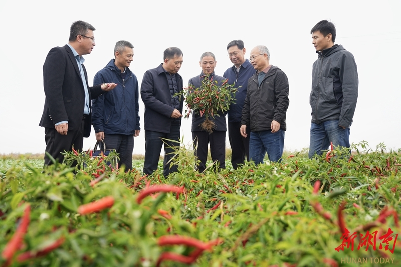 我国盐碱地辣椒种植实现重要突破