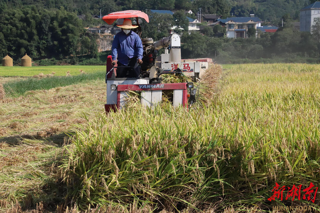 怀化农林集团杂交水稻科研示范基地喜获丰收