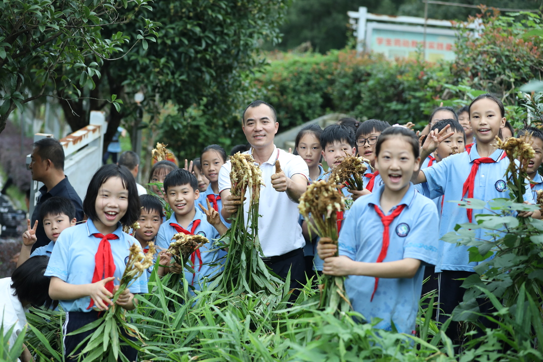 吉首市乾元小学：姜香满园，劳动见成长